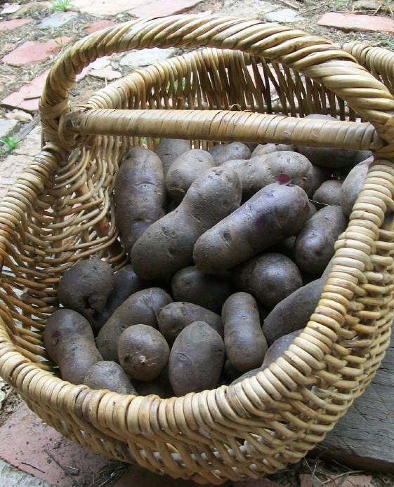 potatoes